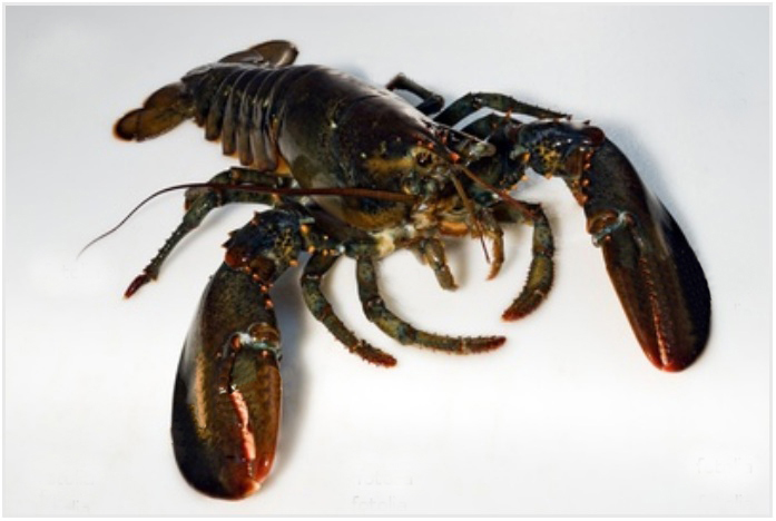 Lobster 800 - 900 gr