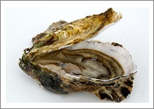 Hollow oysters Nb3 - <br/>Marennes Olérons