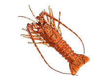 Frozen lobster